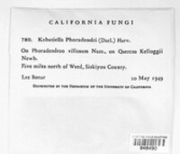 Aureobasidium harposporum image